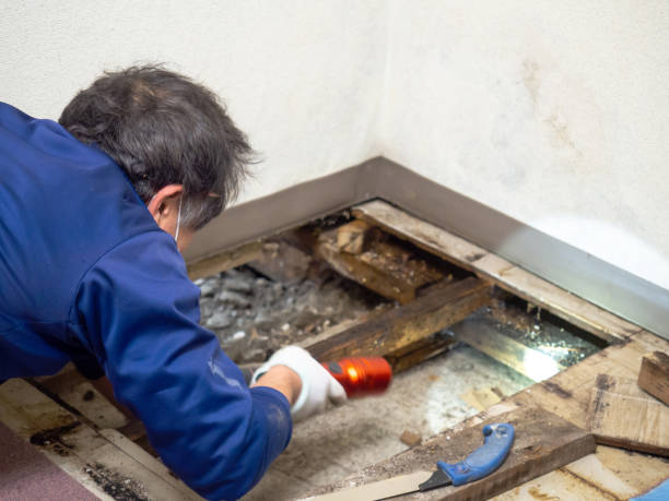 Best Mold Removal and Inspection  in Long Grove, IA