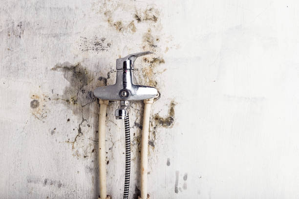 Mold Removal and Inspection in Long Grove, IA