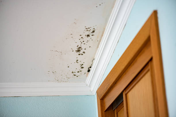 Best Local Mold Removal Service  in Long Grove, IA