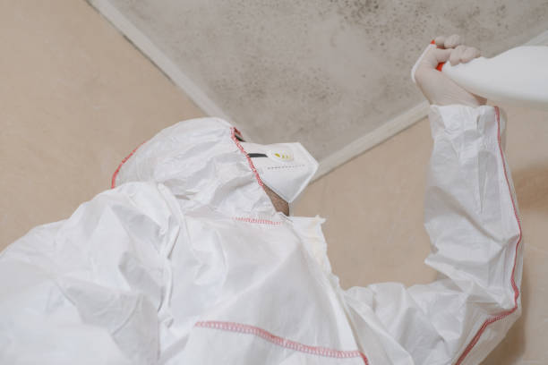 Best Mold Damage Repair  in Long Grove, IA